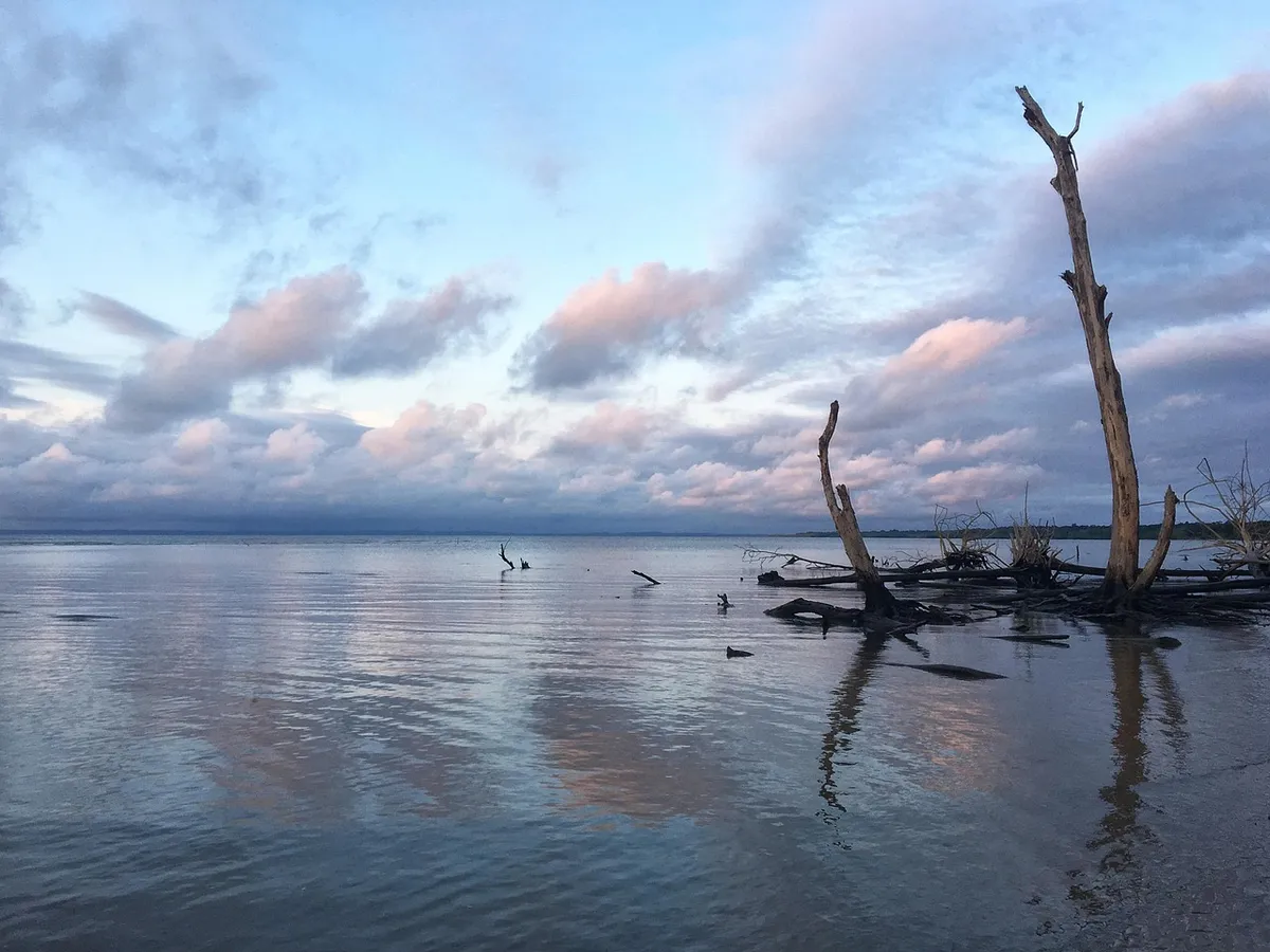 Côte du parc national d’Akanda, près de Libreville, avec des arbres morts dans l’eau