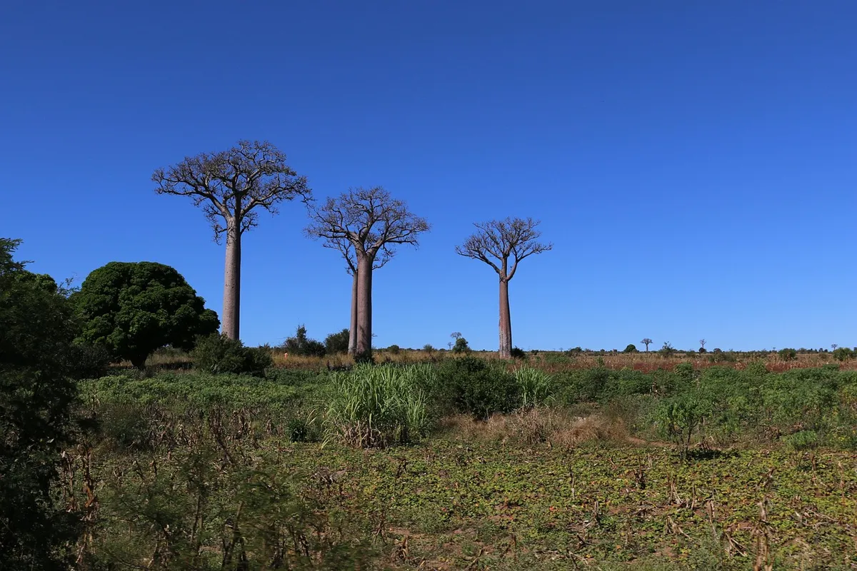 Trois baobabs sous un ciel bleu dans une plaine de Madagascar