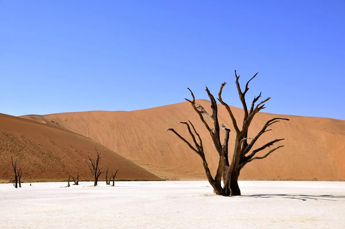 Acacias secas sobre la arcilla blanca de Deadvlei, entre dunas rojas del desierto del Namib